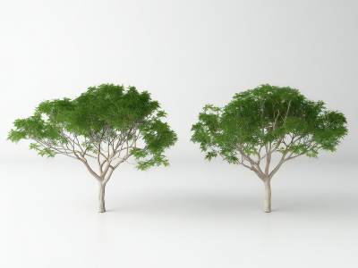 现代景观树